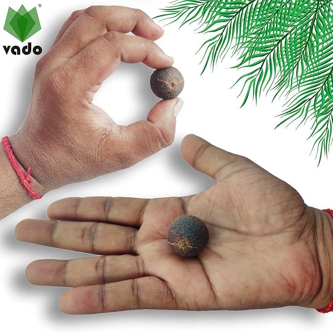 Nature-Blessed Pure Rudraksha Fruits – 12 Pieces(100% Original & High Quality) At Just 499/-