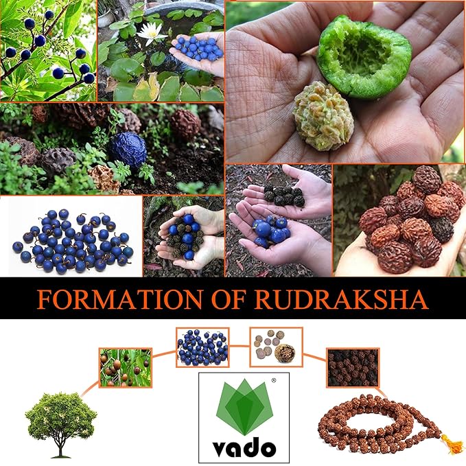 Nature-Blessed Pure Rudraksha Fruits – 12 Pieces(100% Original & High Quality) At Just 499/-