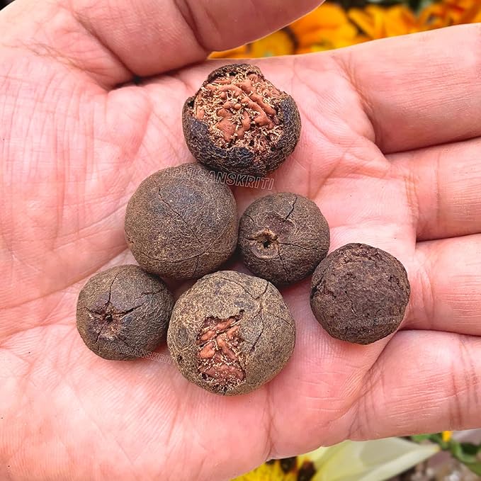 Nature-Blessed Pure Rudraksha Fruits – 12 Pieces(100% Original & High Quality) At Just 499/-